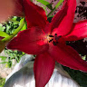 Meet your Posher, Debbie